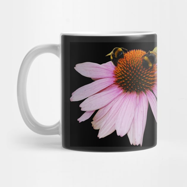 Echinacea Purpurea on White Background by jojobob